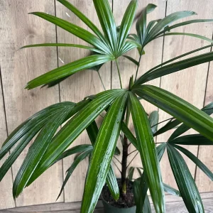 Rhapis Palm Live Plant, Lady Palm in 6 inch Pot, Air Purifying Indoor/Outdoor - Image 5