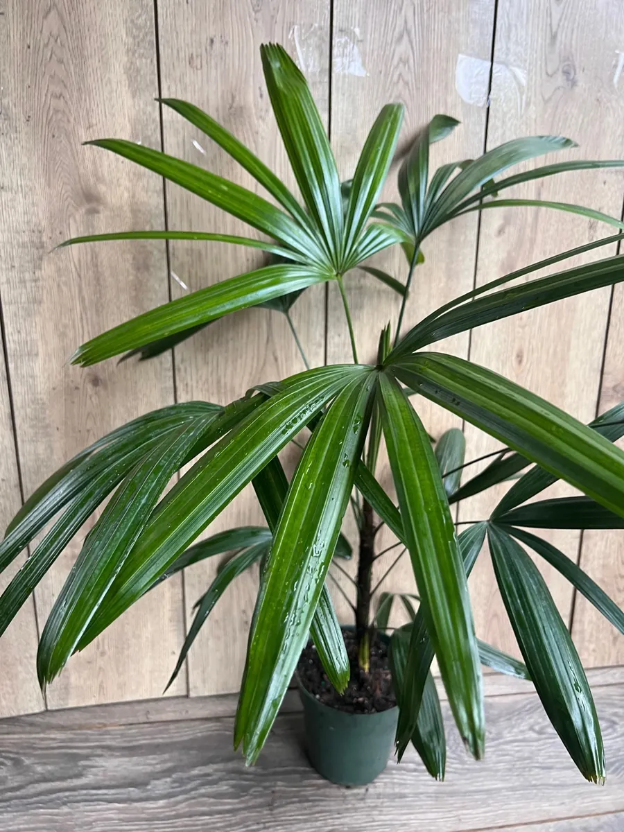 Rhapis Palm Live Plant, Lady Palm in 6 inch Pot, Air Purifying Indoor/Outdoor - Image 5