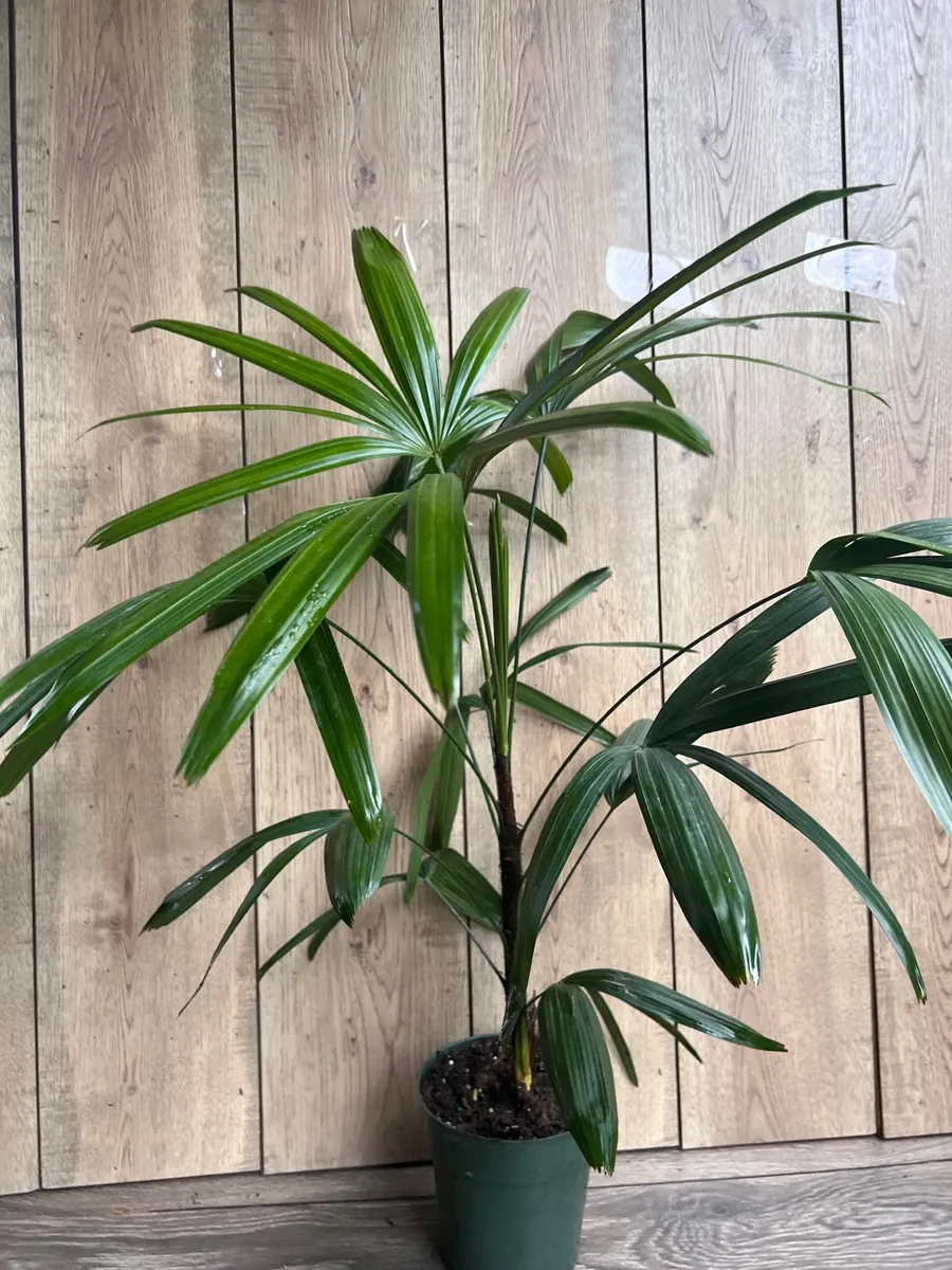 Rhapis Palm Live Plant, Lady Palm in 6 inch Pot, Air Purifying Indoor/Outdoor - Image 6