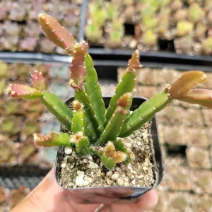 Rhipsalis Cereoides Cactus Live Plant - Trailing Succulent for Indoors - Image 2