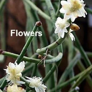 Rhipsalis Drunkard's Dream Cactus Live Plant – 2-Pack 2" Pots – Indoor Succulent - Image 2