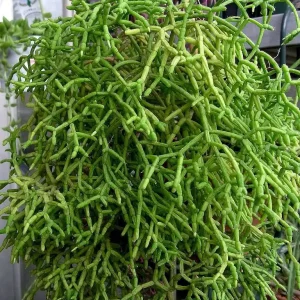 Rhipsalis Drunkard's Dream Cactus Live Plant – 2-Pack 2