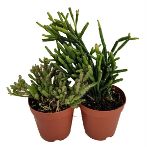 Rhipsalis Drunkard's Dream Cactus Live Plant – 2-Pack 2" Pots – Indoor Succulent - Image 1