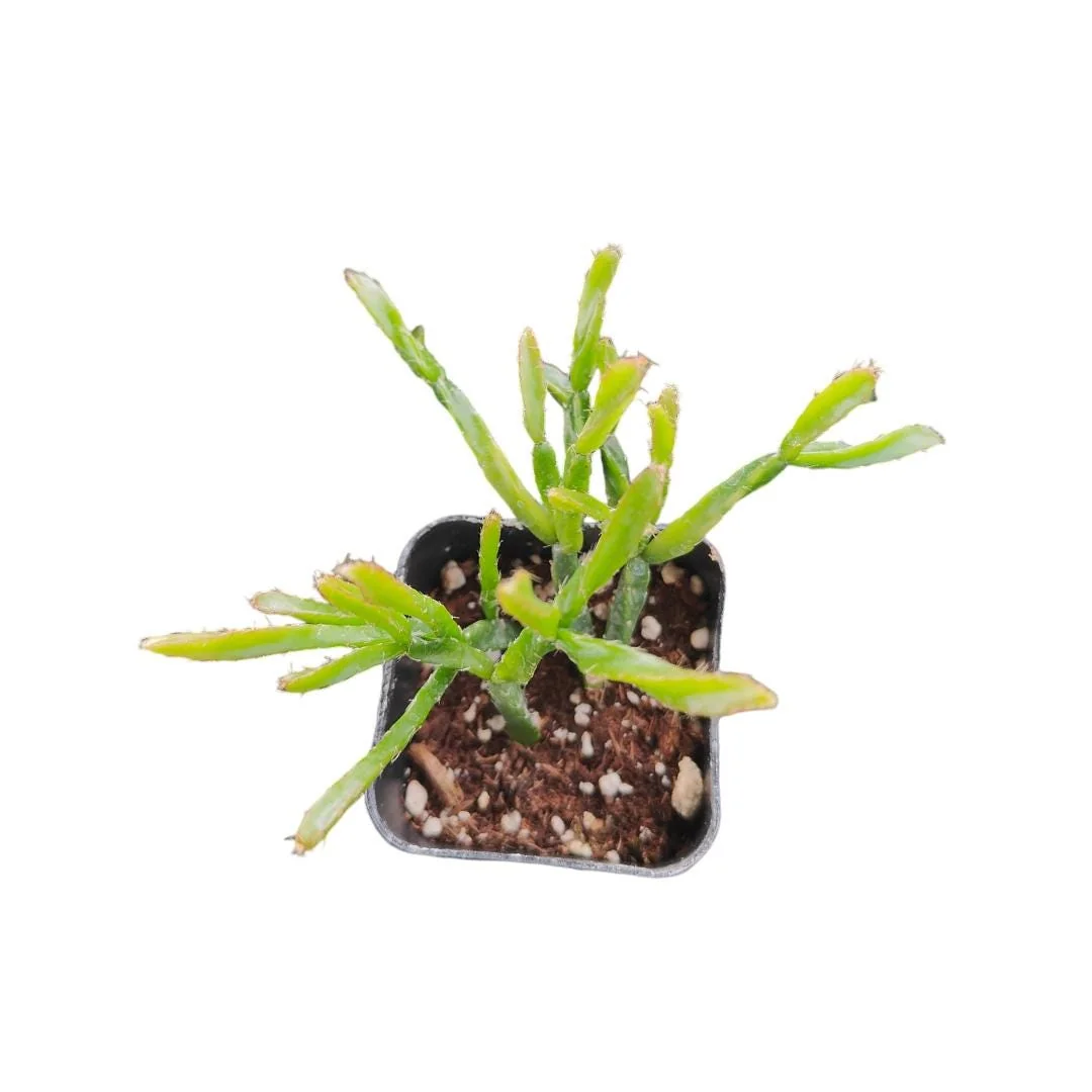 Rhipsalis Ewaldiana Succulent Plant - Live Houseplant - Easy Care - Image 2