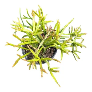 Rhipsalis Ewaldiana Succulent Plant - Live Houseplant - Easy Care - Image 1