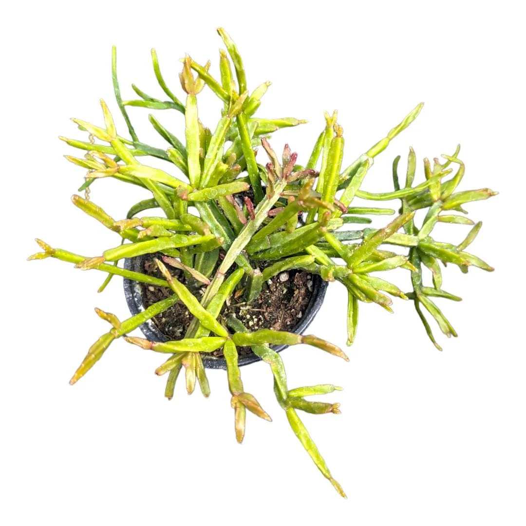 Rhipsalis Ewaldiana Succulent Plant - Live Houseplant - Easy Care - Image 1