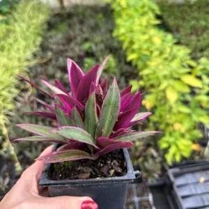 Rhoeo Spathacea Tricolor Live Plant - Moses in the Cradle, 3.5 Inch Pot, Indoor/Outdoor - Image 4