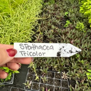 Rhoeo Spathacea Tricolor Live Plant - Moses in the Cradle, 3.5 Inch Pot, Indoor/Outdoor - Image 5