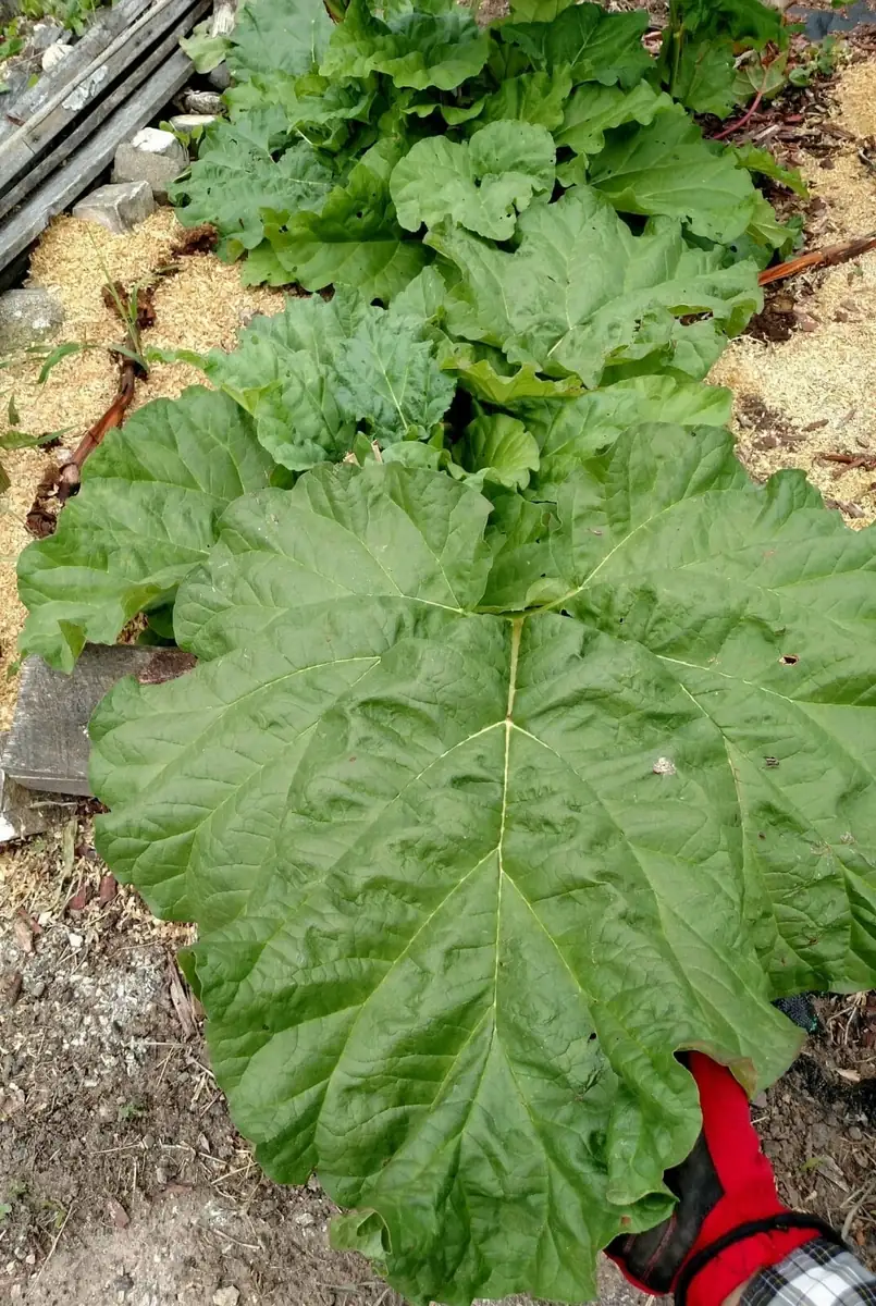 Rhubarb Seeds 100 Count - Organic Heirloom Vegetable Seeds for Large Red Stalks - Image 5