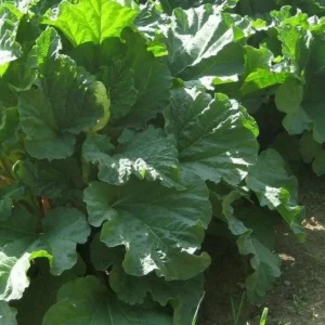 Rhubarb Seeds 100 Count - Organic Heirloom Vegetable Seeds for Large Red Stalks - Image 6