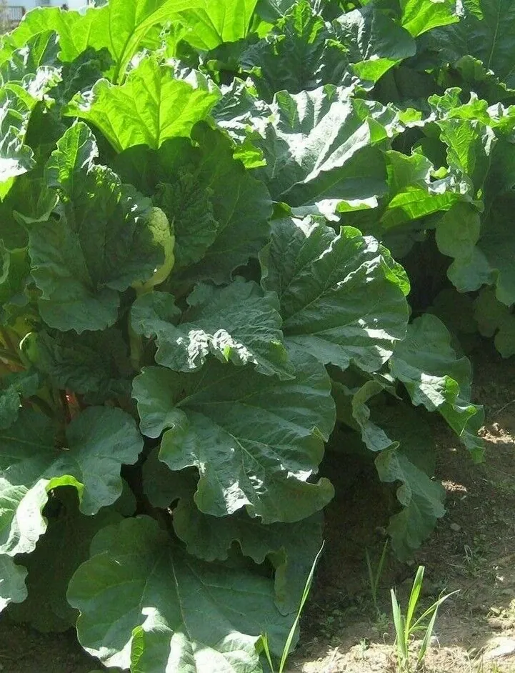 Rhubarb Seeds 100 Count - Organic Heirloom Vegetable Seeds for Large Red Stalks - Image 6