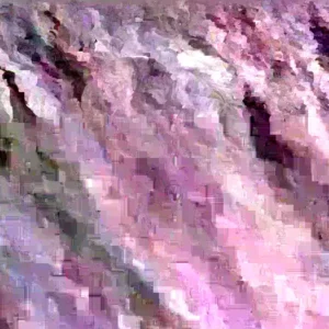 Rhubarb Seeds 100 Count - Organic Heirloom Vegetable Seeds for Large Red Stalks - Image 8