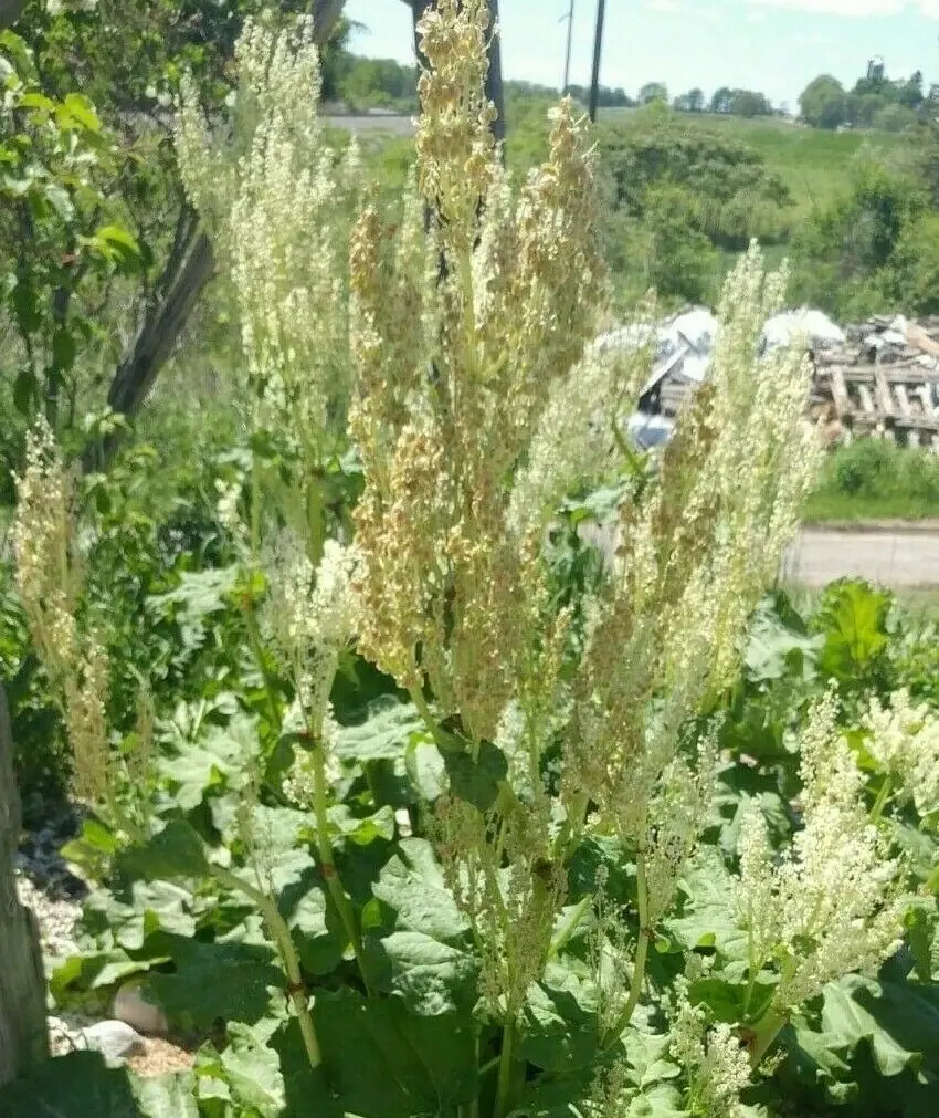 Rhubarb Seeds 100 Count - Organic Heirloom Vegetable Seeds for Large Red Stalks - Image 9