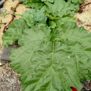 Rhubarb Seeds - 50 Fresh Heirloom Organic Red Perennial Vegetable Seeds for Garden - Image 3