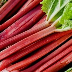 Rhubarb Seeds - 50 Fresh Heirloom Organic Red Perennial Vegetable Seeds for Garden - Image 6