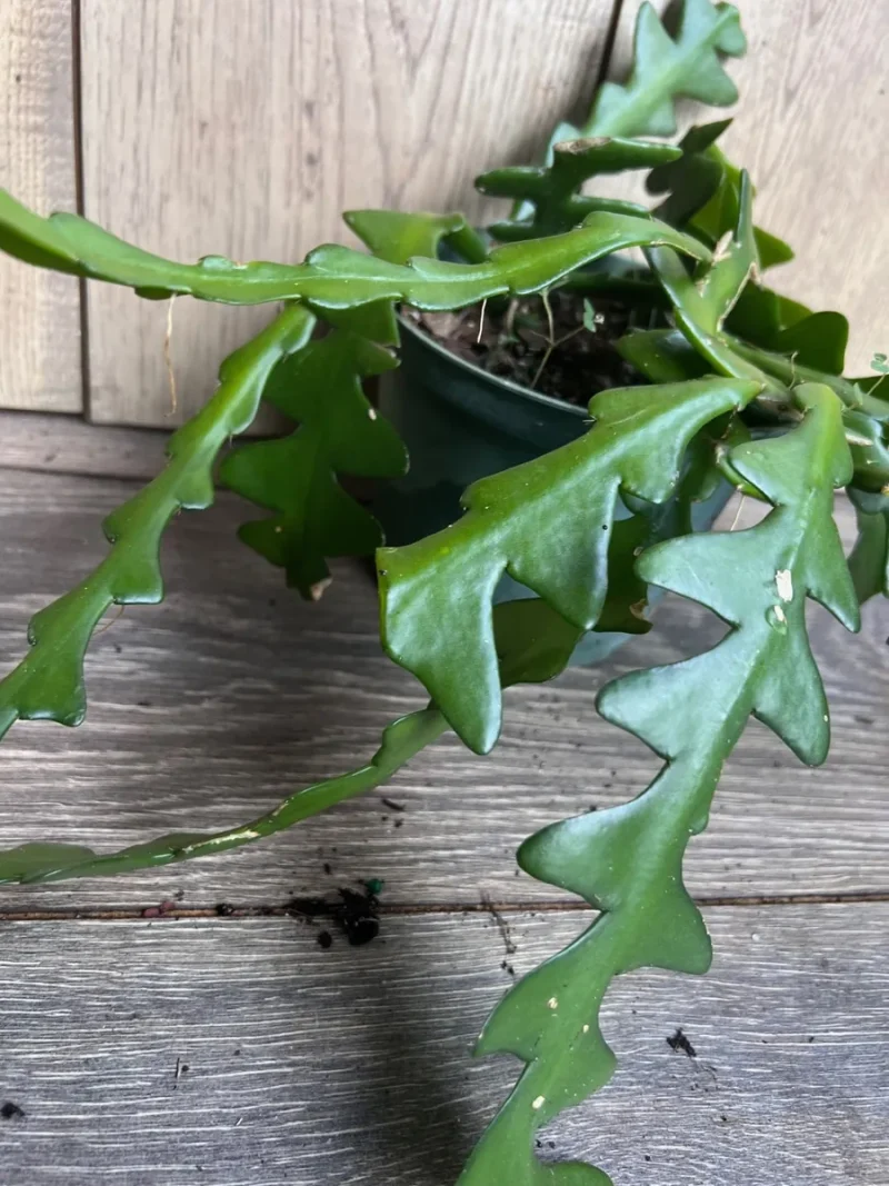 Hb Ric Rac Cactus Ric Rac Cactus Live Plant - Epiphyllum Anguliger in 6 inch Pot
