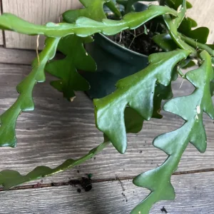 Ric Rac Cactus Live Plant - Epiphyllum Anguliger, Fishbone, Zigzag Cactus in 6 inch Pot - Image 3