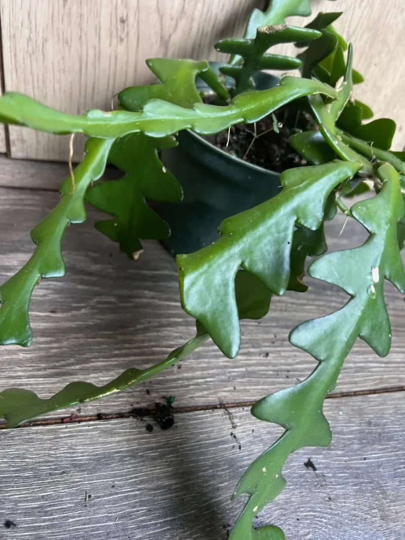 Hb Ric Rac Cactus Ric Rac Cactus Live Plant - Epiphyllum Anguliger in 6 inch Pot