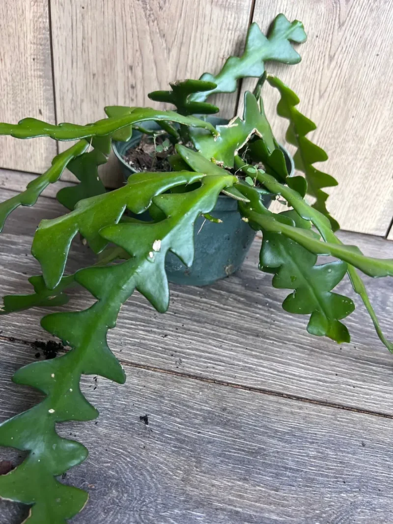 Hb Ric Rac Cactus Ric Rac Cactus Live Plant - Epiphyllum Anguliger in 6 inch Pot