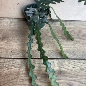 Ric Rac Cactus Live Plant - Epiphyllum Anguliger, Zig Zag Cactus in 4 inch Pot - Image 3