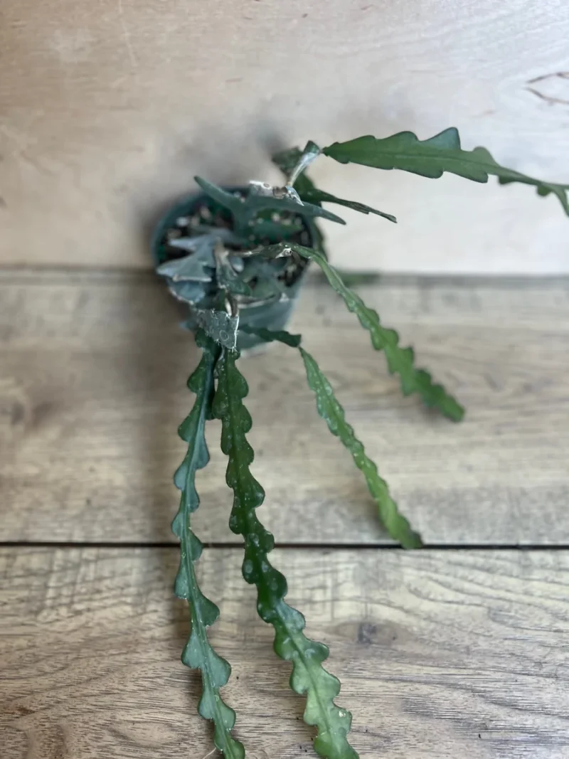 Hb Ric Rac Cactus Ric Rac Cactus Live Plant - Epiphyllum Anguliger 4 inch Pot