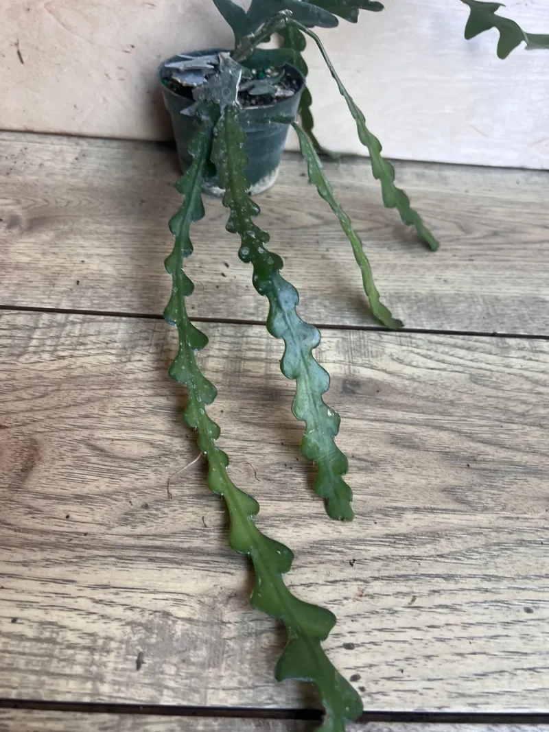Hb Ric Rac Cactus Ric Rac Cactus Live Plant - Epiphyllum Anguliger 4 inch Pot