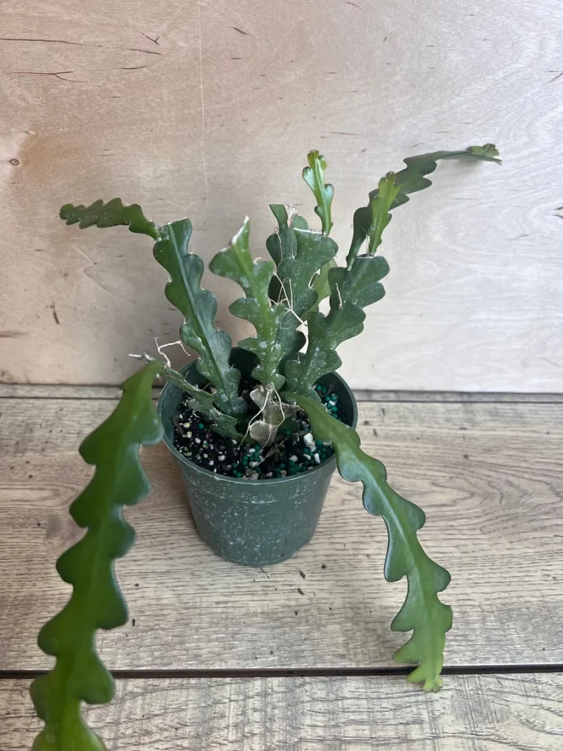 Hb Ric Rac Cactus Ric Rac Cactus Live Plant - Epiphyllum Anguliger 4 inch Pot