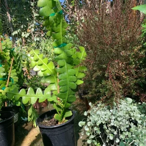 Ric Rac Orchid Cactus Live Plant – Epiphyllum Anguliger – 1-2ft Tall in 6 inch Pot – Indoor/Outdoor - Image 2