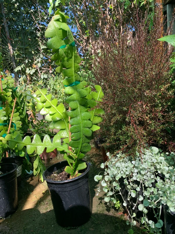 Ric Rac Orchid Cactus Live Plant – Epiphyllum Anguliger – 1-2ft Tall in 6 inch Pot – Indoor/Outdoor - Image 2