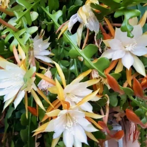 Ric Rac Orchid Cactus Live Plant – Epiphyllum Anguliger – 1-2ft Tall in 6 inch Pot – Indoor/Outdoor - Image 1