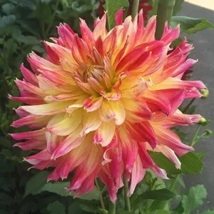 Ring of Fire Dahlia Seeds - 20 Count - Rare Perennial Flower Mix - Image 3