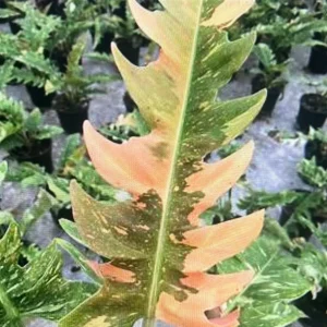 Ring of Fire Philodendron Live Plant – 4 inch Pot – Rare Indoor Houseplant - Image 5