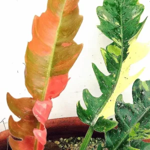 Ring of Fire Philodendron Live Plant – 4 inch Pot – Rare Indoor Houseplant - Image 7