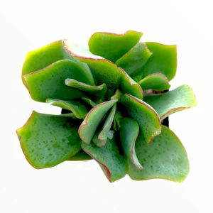 Ripple Jade Succulent Plant - Crassula undulatifolia Live Plant Indoor/Outdoor - Image 2