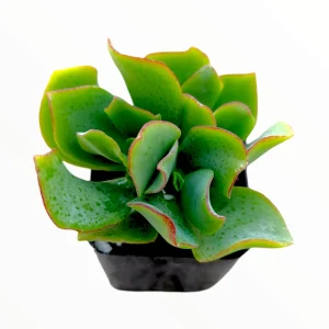 Ripple Jade Succulent Plant - Crassula undulatifolia Live Plant Indoor/Outdoor - Image 1