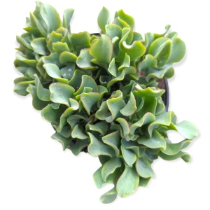 Ripple Jade Succulent Plant - Crassula undulatifolia Live Plant Indoor/Outdoor - Image 4