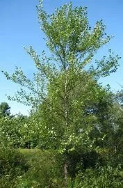 River Birch Bare Root Tree - 12-24 Inches Tall, Fast Growing, Outdoor Plant - Image 1