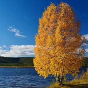 River Birch Live Plant – Quart Pot – Hardy Native Shade Tree – Betula nigra - Image 1