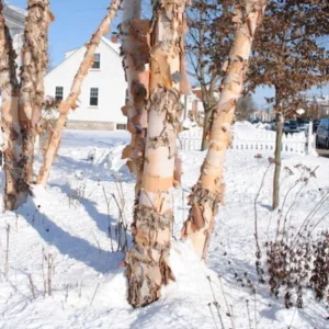 River Birch Live Plant – Quart Pot – Hardy Native Shade Tree – Betula nigra - Image 10