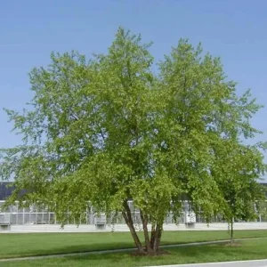 River Birch Live Plant – Quart Pot – Hardy Native Shade Tree – Betula nigra - Image 3