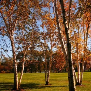 River Birch Live Plant – Quart Pot – Hardy Native Shade Tree – Betula nigra - Image 4