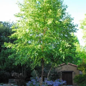 River Birch Live Plant – Quart Pot – Hardy Native Shade Tree – Betula nigra - Image 7