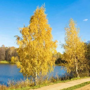 River Birch Live Plant – Quart Pot – Hardy Native Shade Tree – Betula nigra - Image 8