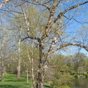 River Birch Live Plant – Quart Pot – Hardy Native Shade Tree – Betula nigra - Image 9