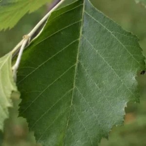 River Birch Live Plant – Single Stem Tree, Exfoliating Bark, 12-18in Tall - Image 3