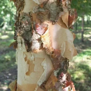 River Birch Live Plant – Single Stem Tree, Exfoliating Bark, 12-18in Tall - Image 4