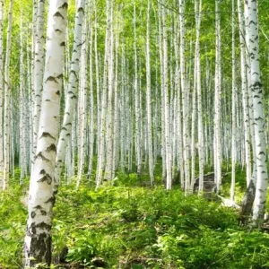 River Birch Live Plant – Single Stem Tree, Exfoliating Bark, 12-18in Tall - Image 5