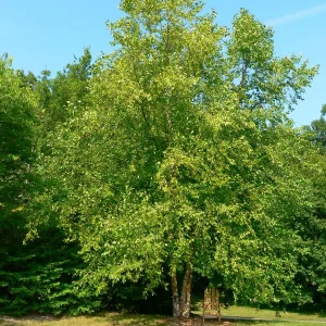 River Birch Tree Bare-Root - Betula nigra Live Plant - 3 Count, Outdoor Shade Tree - Image 1