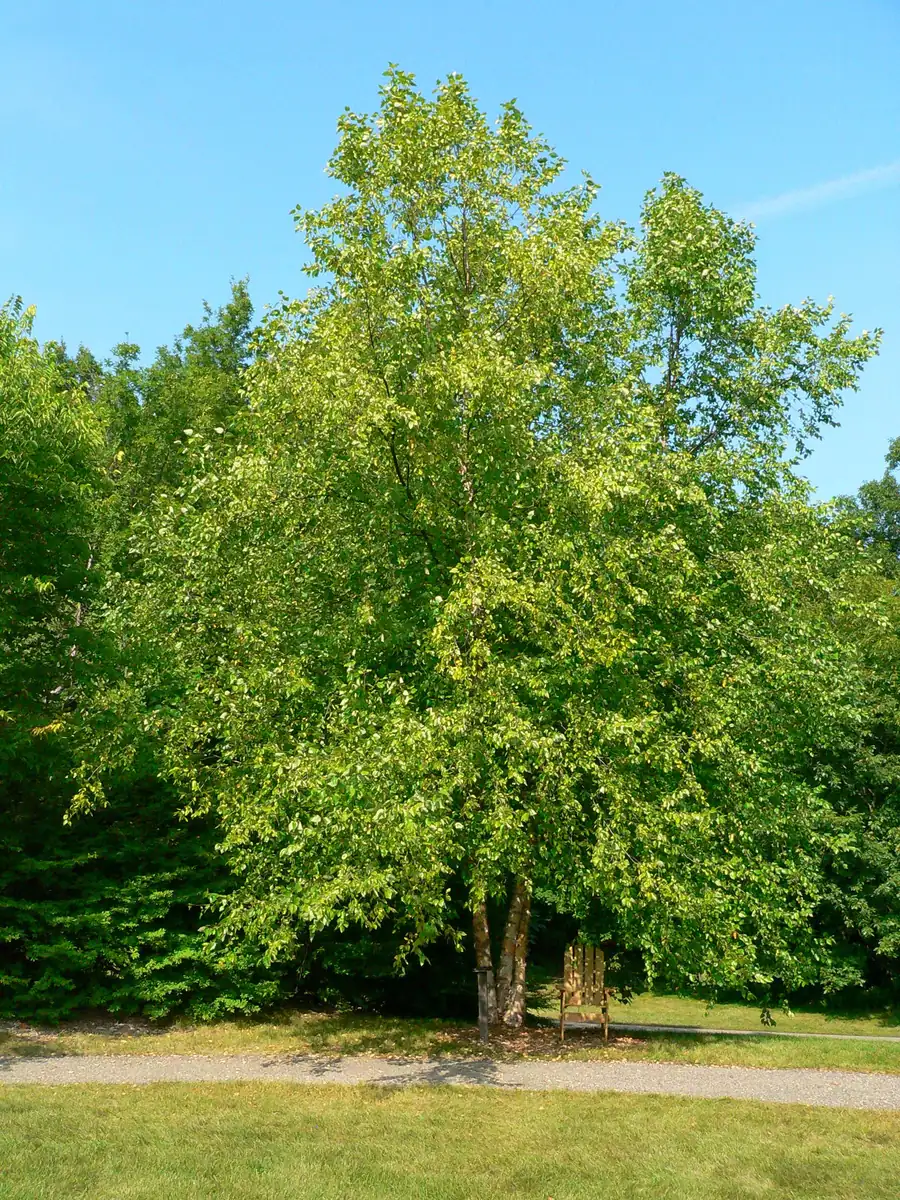 River Birch Tree Bare-Root - Betula nigra Live Plant - 3 Count, Outdoor Shade Tree - Image 1