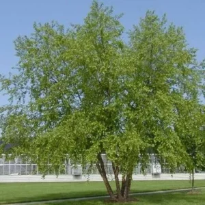 River Birch Tree Live Plant – Multi-Stem Seedling, 12-18 inches, Outdoor - Image 1